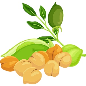 Bengal Gram (Chick pea) Image