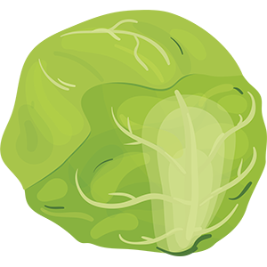 Cabbage Image