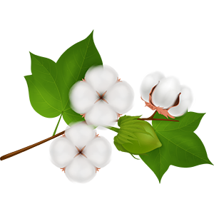 Cotton Image