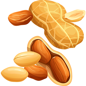 Groundnut (Peanut) Image