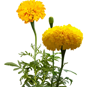 Marigold Image