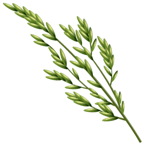 Paddy Image