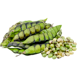 Red Gram (Pigeon Pea) Image