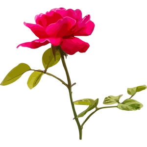 Rose Image