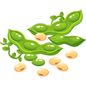 Soybean Image