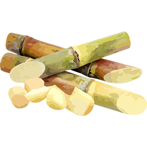 Sugarcane Image
