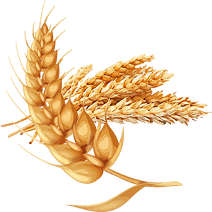 Wheat Image