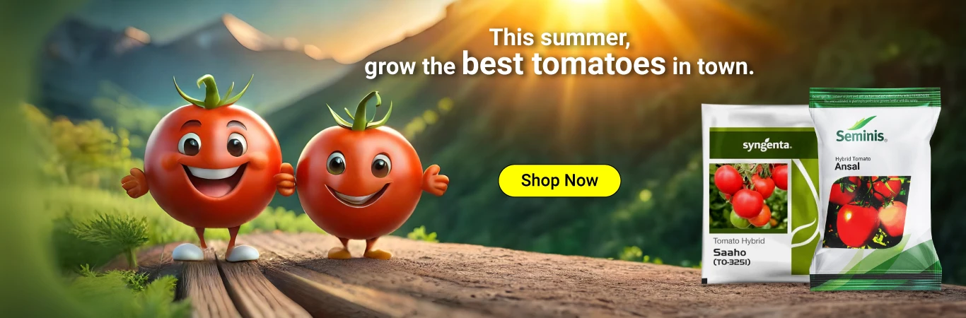 Best Quality Tomato Seeds Image